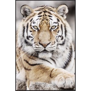 Glasmaleri - Tiger II - 120x90 cm