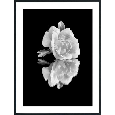 Posterworld - Motiv Hvid Rose - 70 x 100 cm