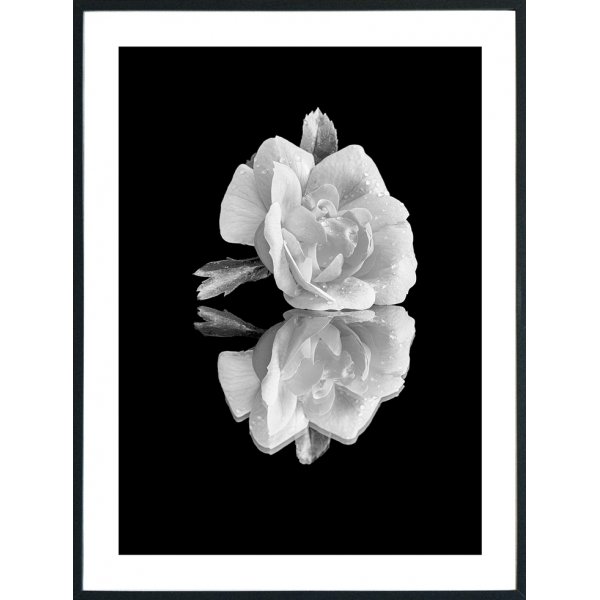 Posterworld - Motiv Hvid Rose - 50 x 70 cm