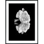 Posterworld - Motiv Hvid Rose - 50 x 70 cm
