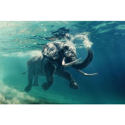 Glasbillede Elephant - 120x80 cm